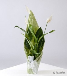 Plants