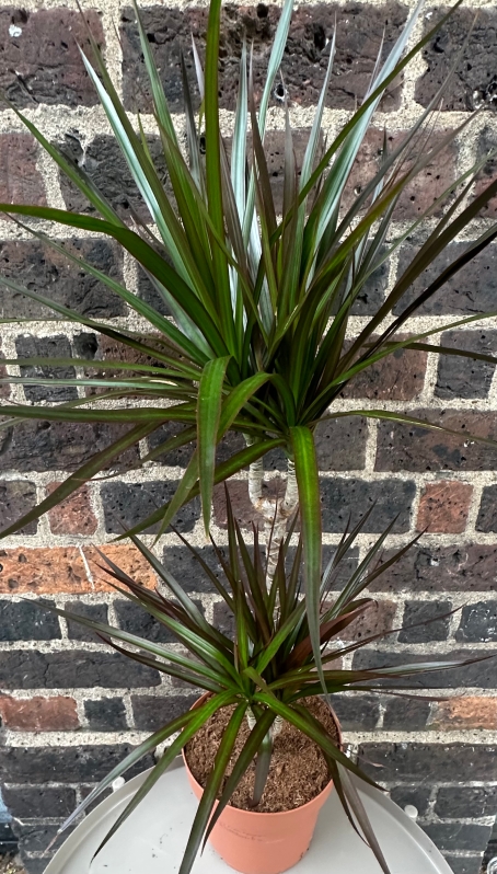 Dracaena