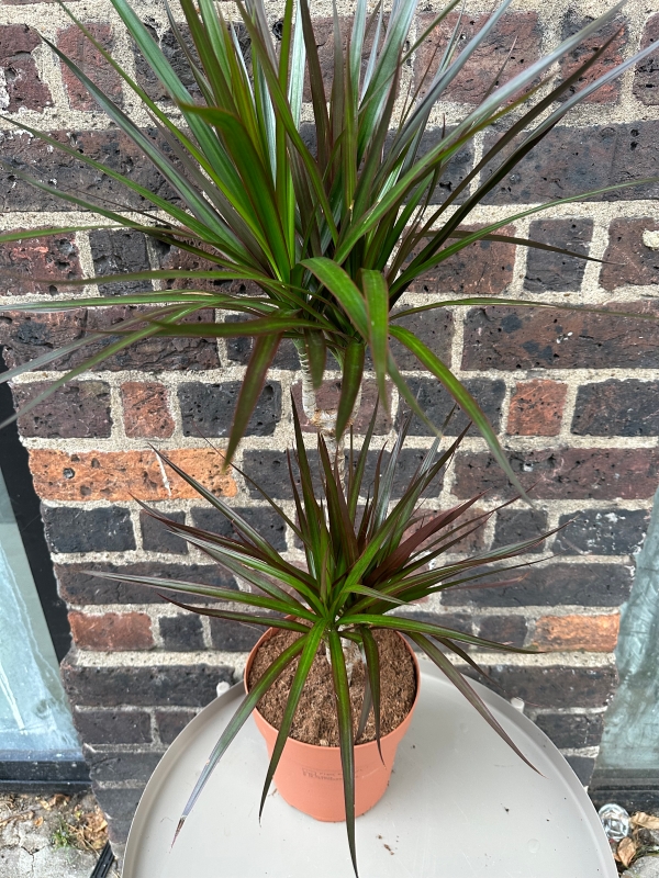 Dracaena