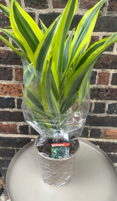 Dracaena 2