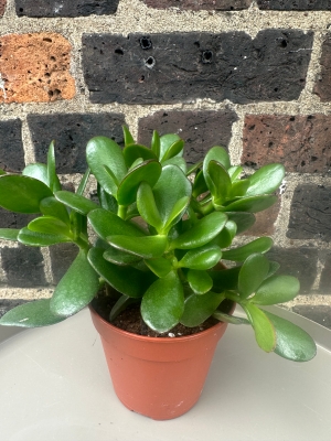 Money Plant