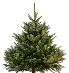 Nordmann Fir Christmas Tree