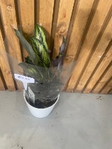 Calathea, Gift Wrapped