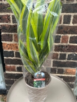 Dracaena 2