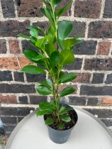 Ficus 2