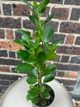 Ficus 2