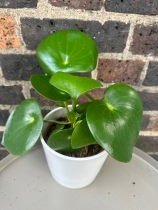 Peperomia