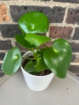 Peperomia