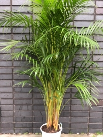 Plants bundle