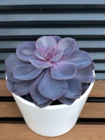   Plants Bundle