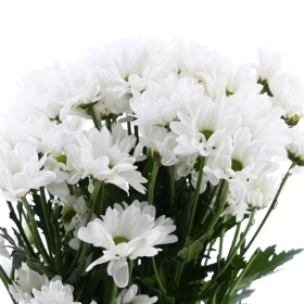 White Chrysanthemum Basket