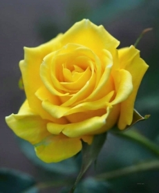 Yellow Roses Bouquet